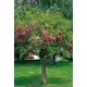 AKACJA ROBINIA na pniu szczepiona miododajna oryginał - sadzonki 140 / 160 cm
